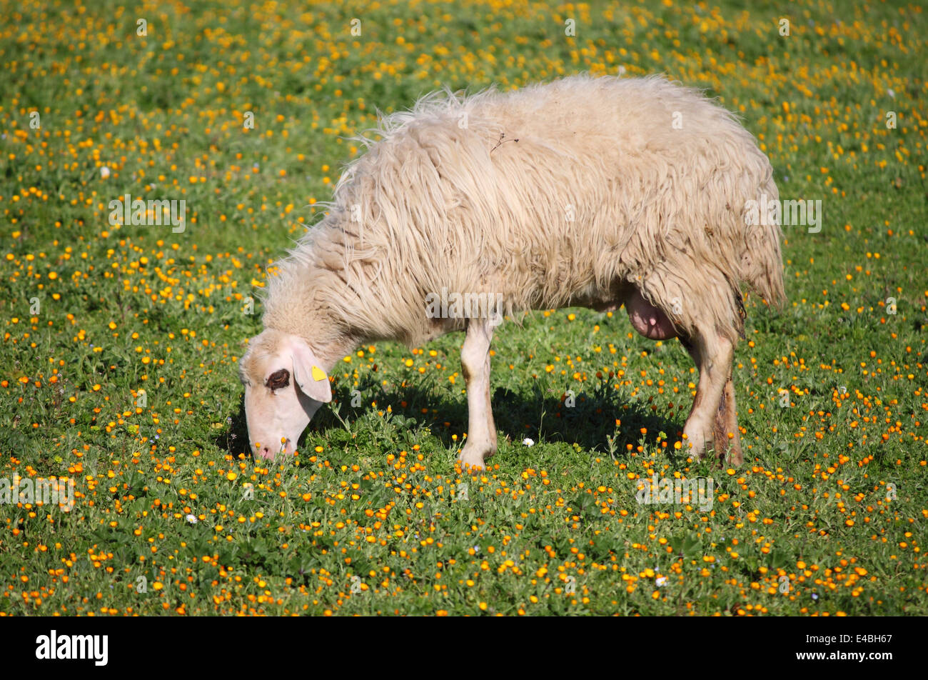 Moutons laineux mangent de l'herbe dans un pâturage Banque D'Images