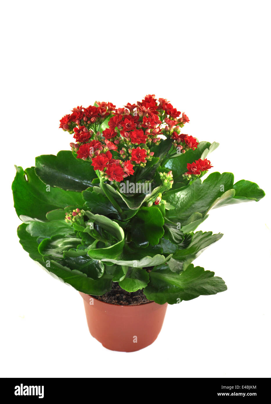 Kalanchoe fleurissant isolé sur fond blanc Banque D'Images