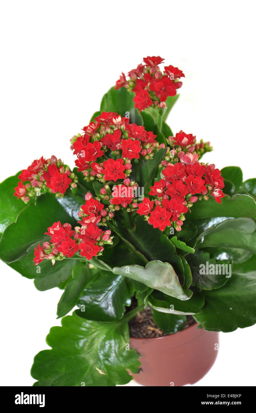 Kalanchoe fleurissant isolé sur fond blanc Banque D'Images