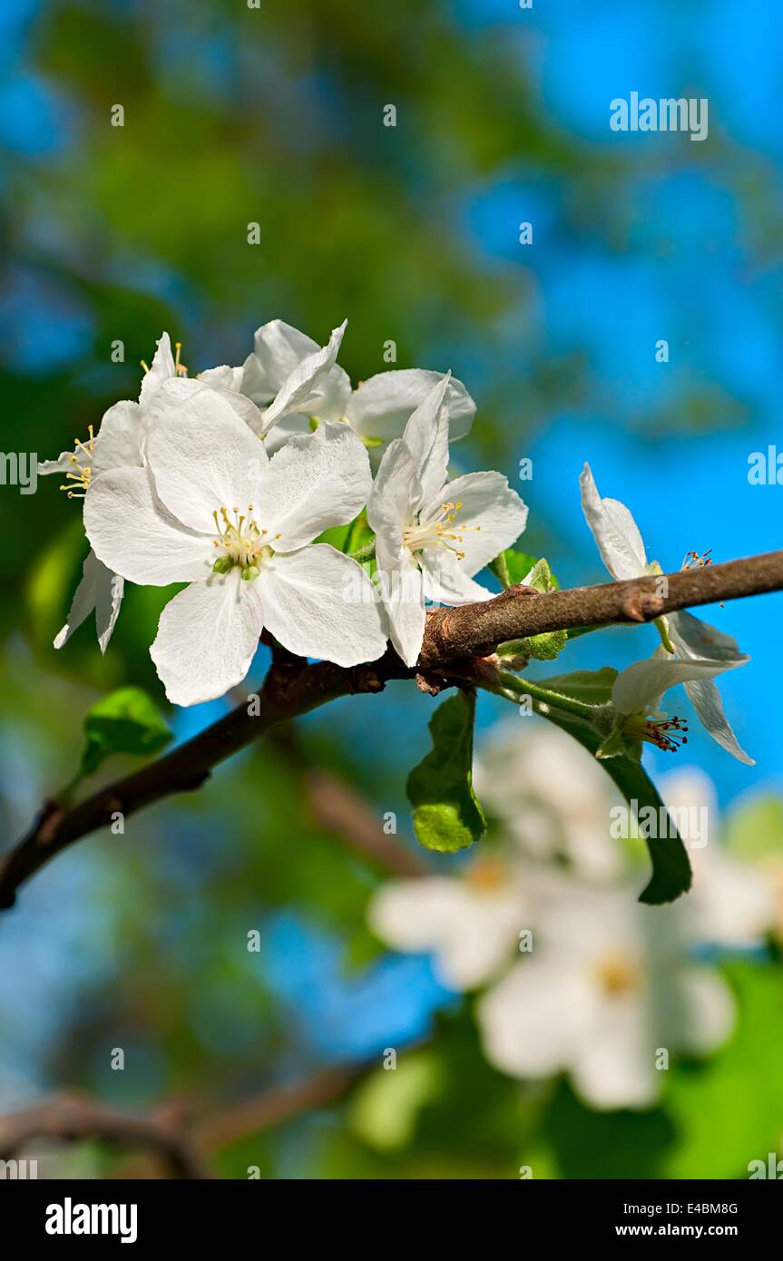 Fleurs de pommier Banque D'Images