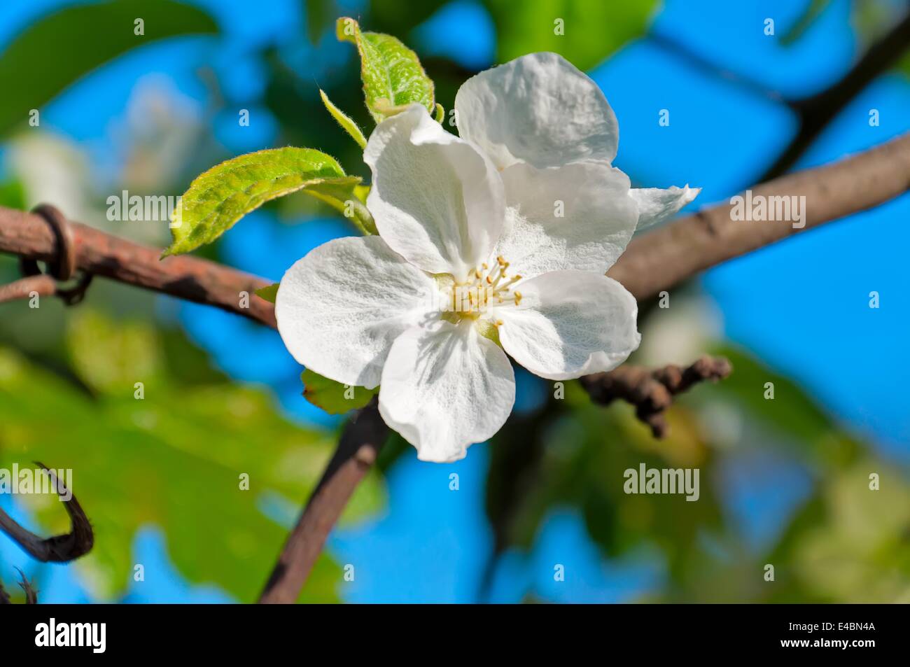 Fleur de Pommier Banque D'Images