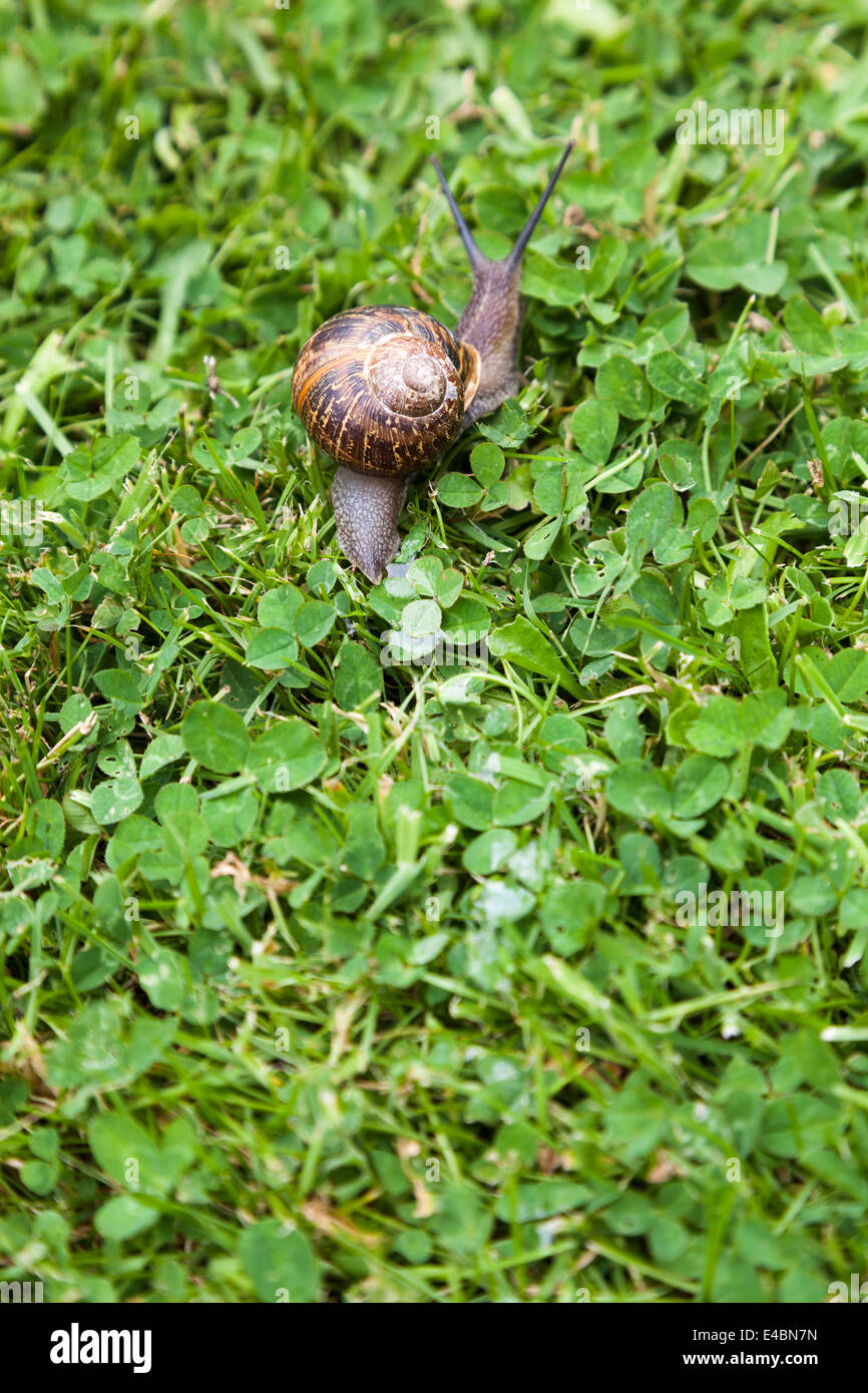 Escargot et c'est le mucus visqueux trail sur l'herbe et le trèfle pelouse. Banque D'Images