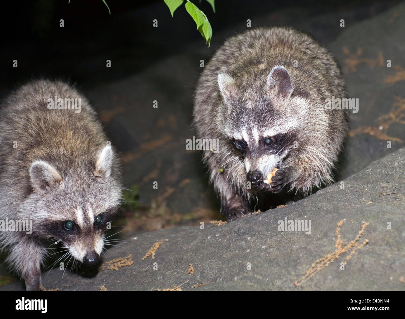 Photo de ratons laveurs prises la nuit à l'intérieur de Central Park à New York City, USA. Banque D'Images