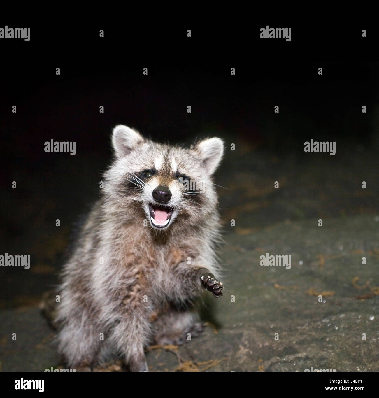 Photo de Raccoon prises la nuit à l'intérieur de Central Park à New York City, USA. Banque D'Images