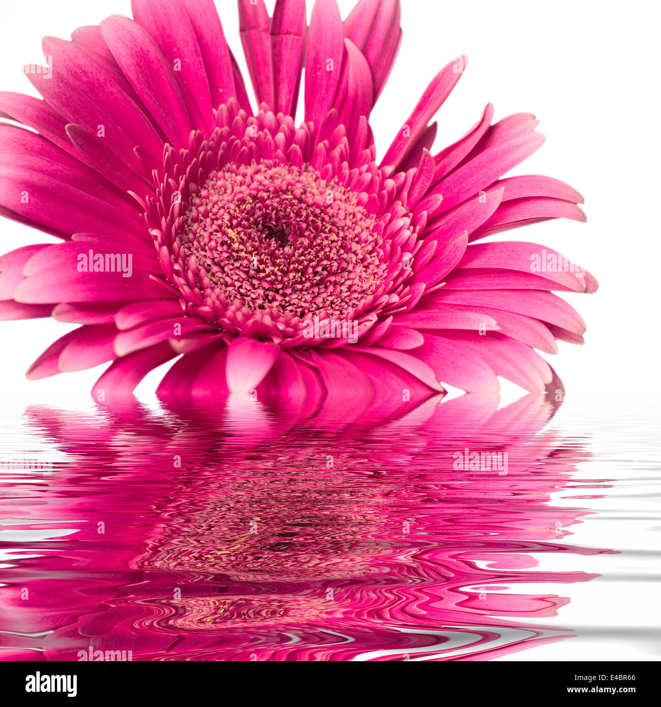Une fleur rose est à moitié immergé dans l'eau Banque D'Images
