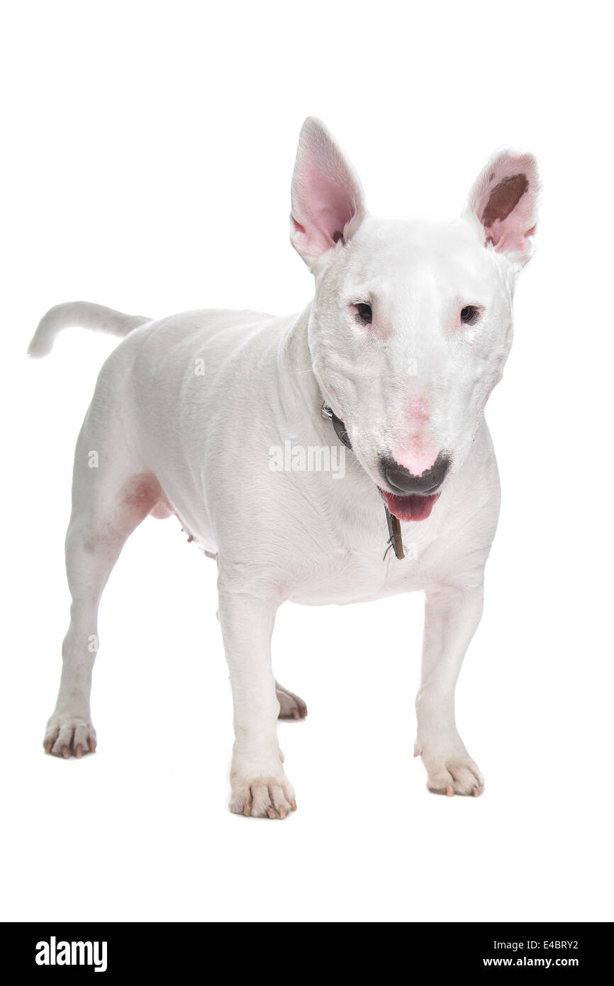 Bull Terrier Blanc Banque D'Images
