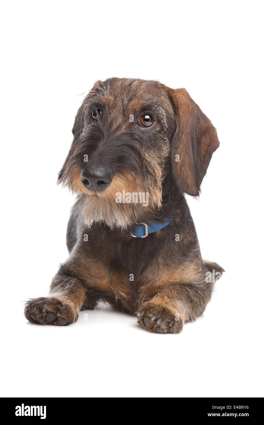 Teckel à poil dur Banque D'Images