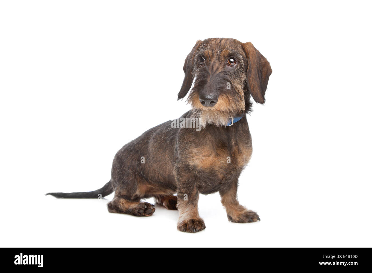 Teckel à poil dur Banque D'Images