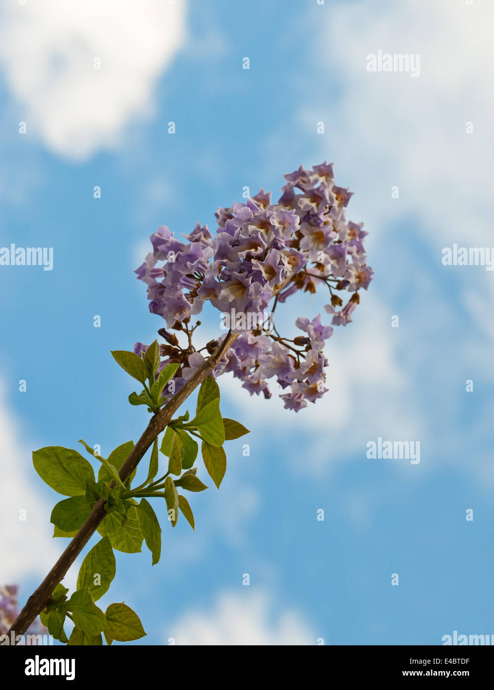 Direction générale de l'arbre en fleurs de Paulownia. Banque D'Images