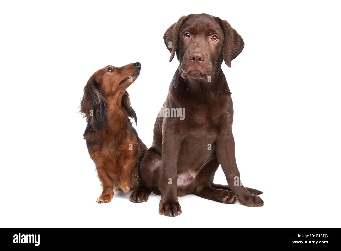 Et un teckel chiot labrador chocolat Banque D'Images