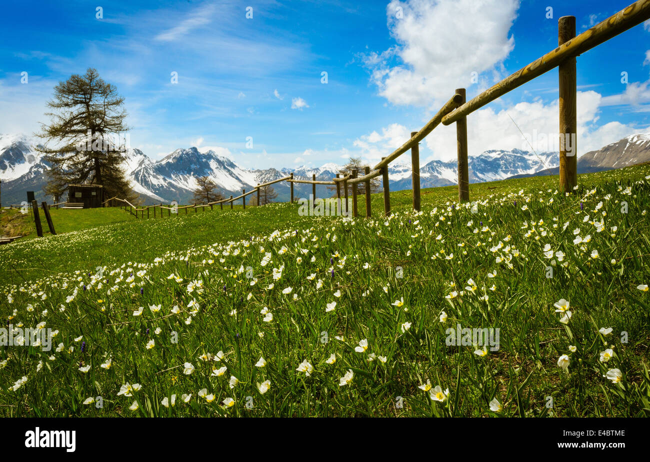 Fleurs alpines jaunes dans les paysages de montagne près de Sauze d'Oulx dans la vallée de Susa, en Italie. Banque D'Images