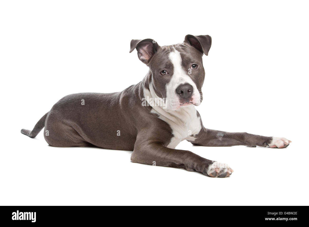 American Staffordshire Terrier puppy Banque D'Images
