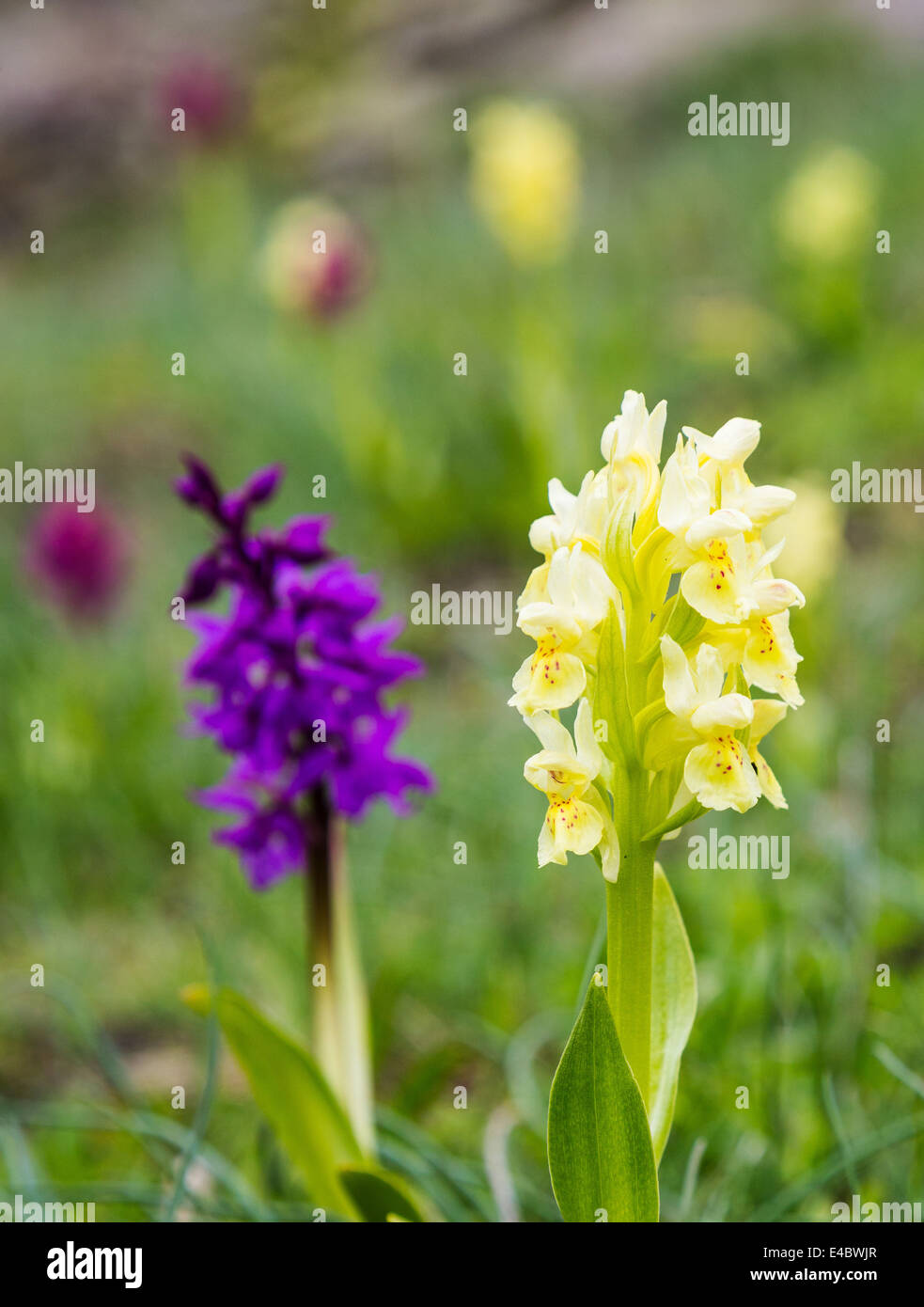 Jaune et violet de lupins, photographié près de Montecenisio dans la vallée de Suse, en Italie. Banque D'Images