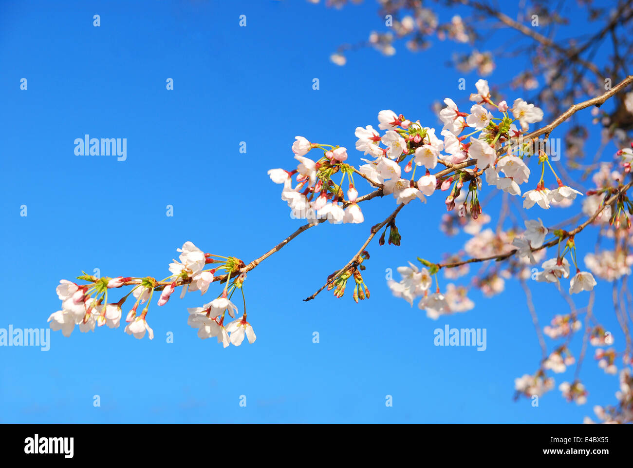 Sakura en fleurs de printemps fleurs de cerisier Banque D'Images