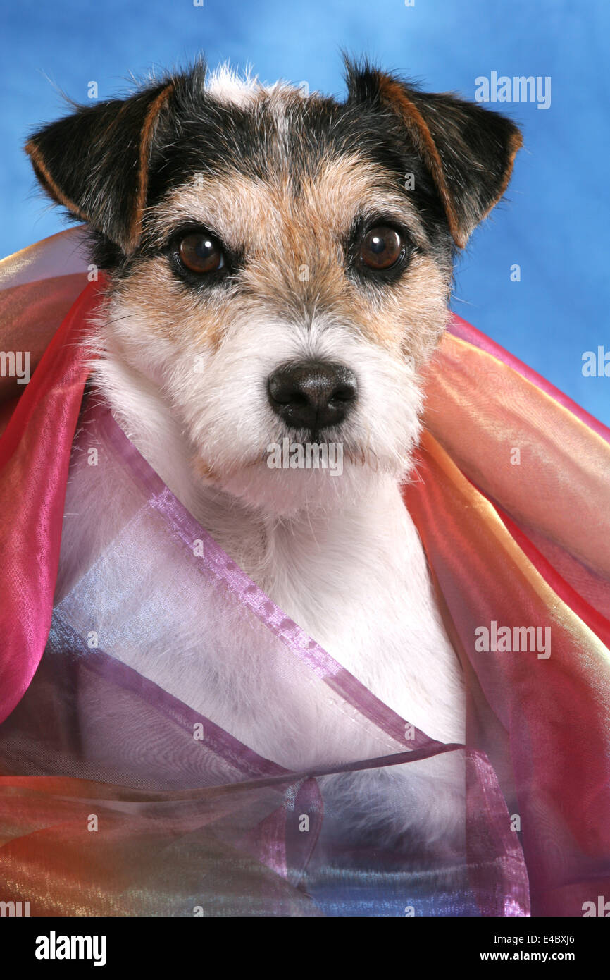 Parson Russell Terrier Banque D'Images