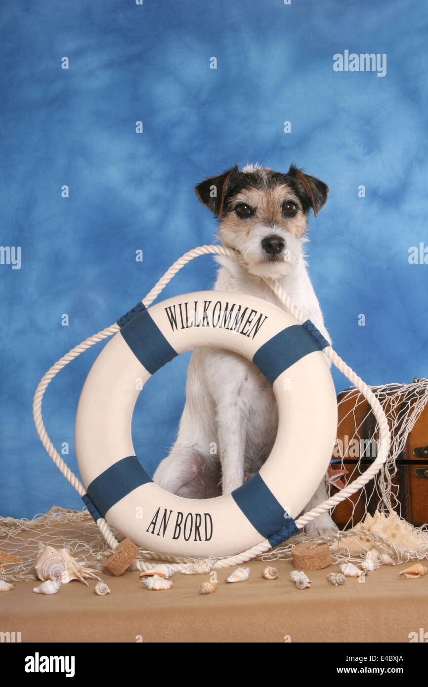 Parson Russell Terrier on beach Banque D'Images