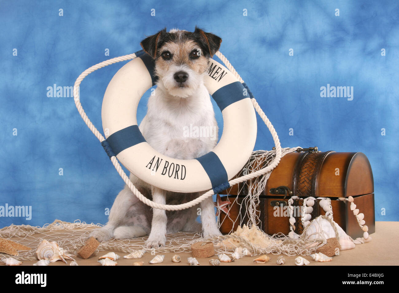 Parson Russell Terrier on beach Banque D'Images