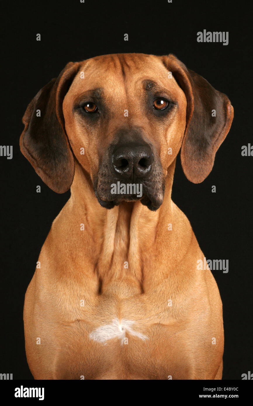 Le Rhodesian Ridgeback Portrait Banque D'Images