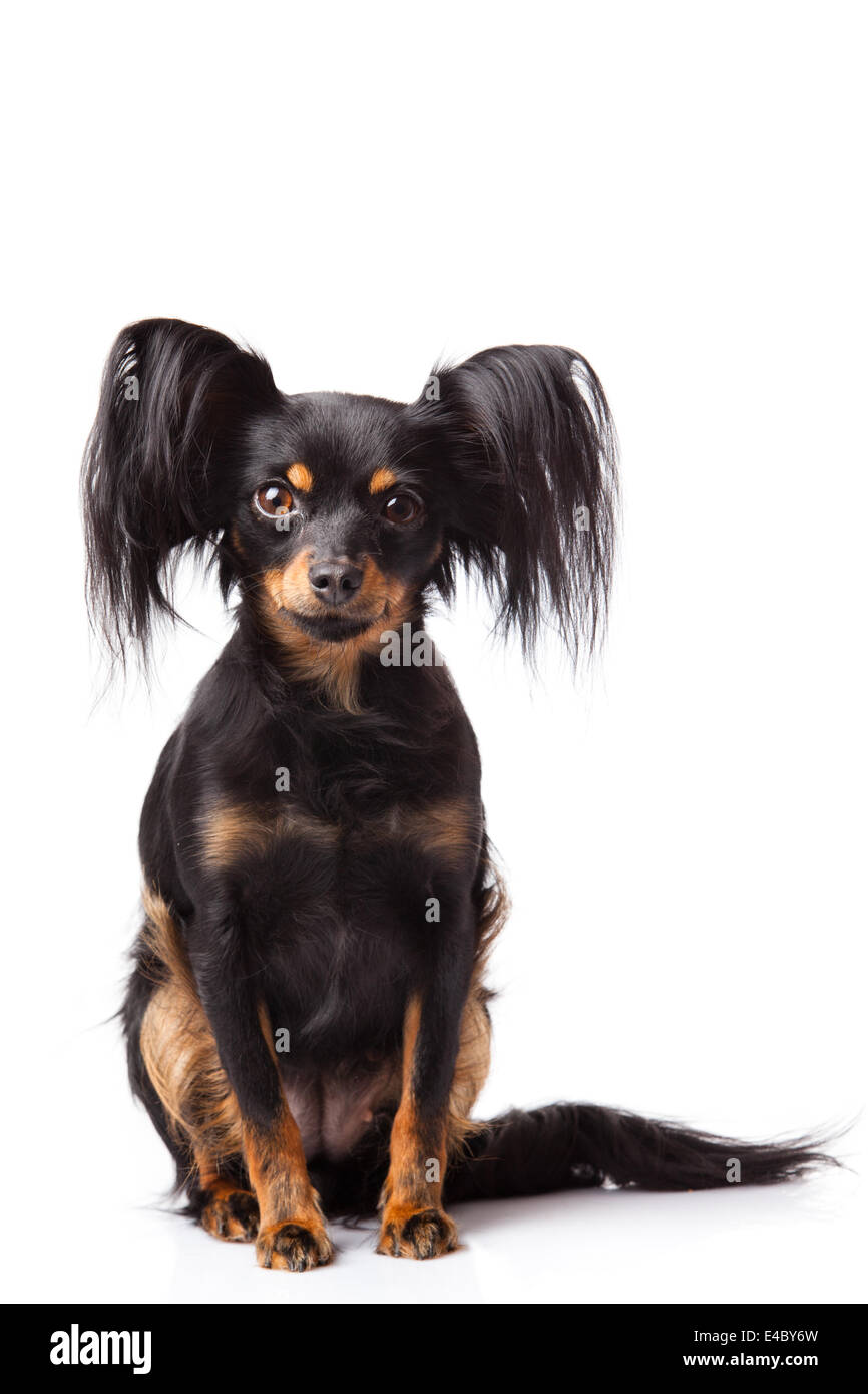 Jouet chien terrier russe Photo Stock - Alamy