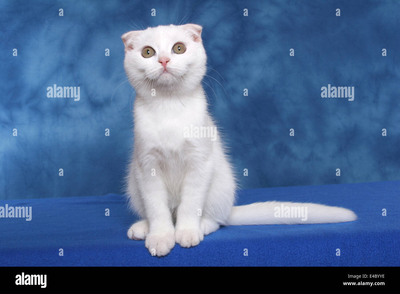 Scottish Fold Banque D'Images