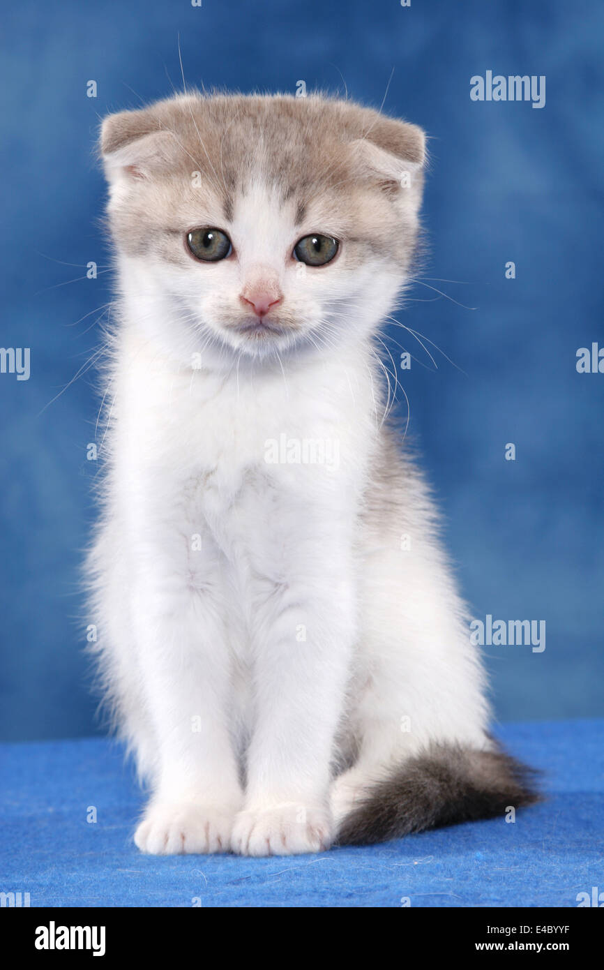 Scottish Fold Banque D'Images