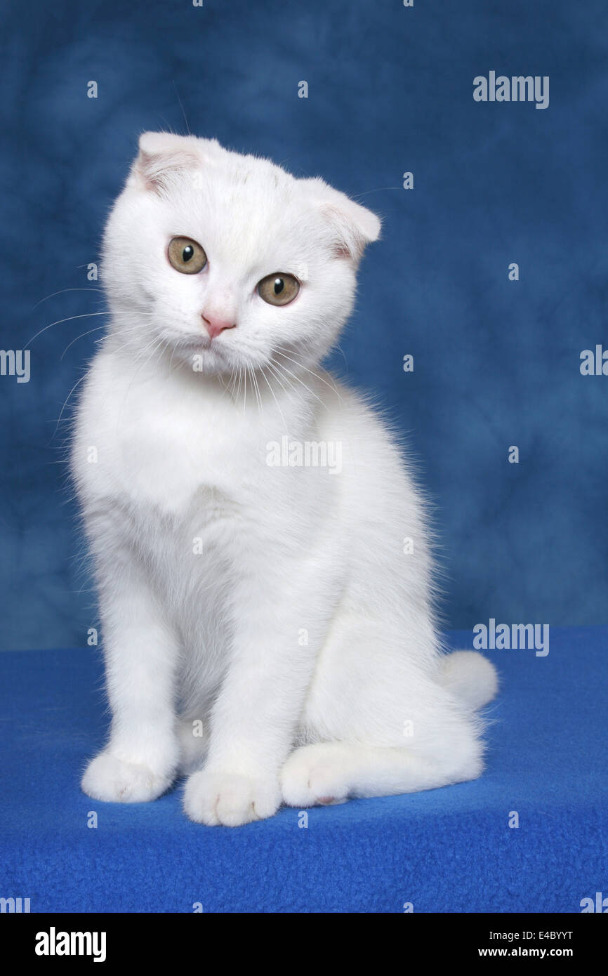 Scottish Fold Banque D'Images