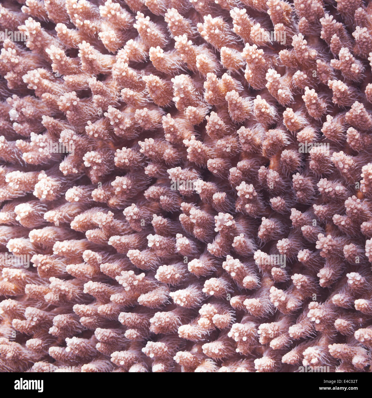 Texture de corail Banque D'Images