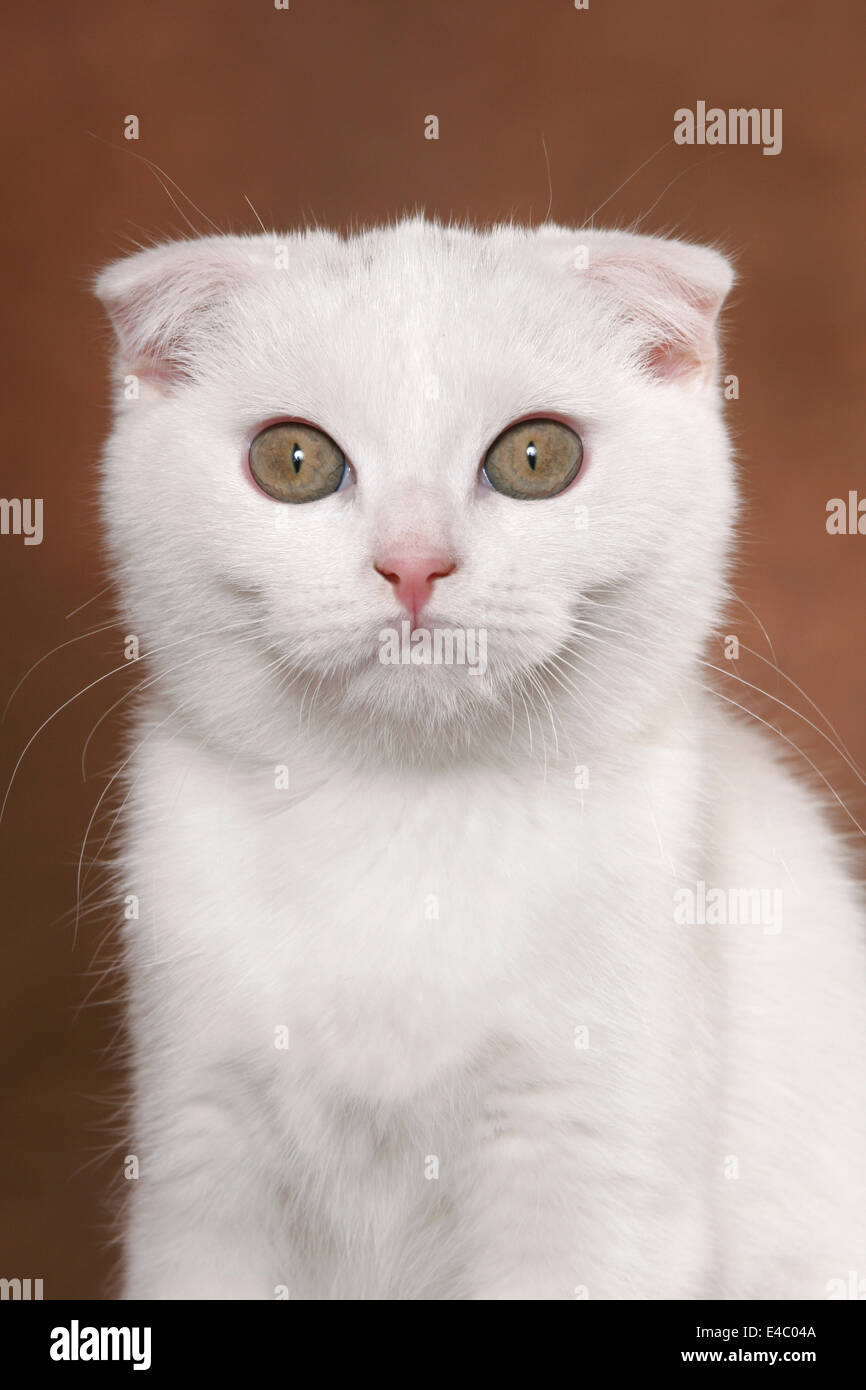 Scottish Fold Portrait Banque D'Images