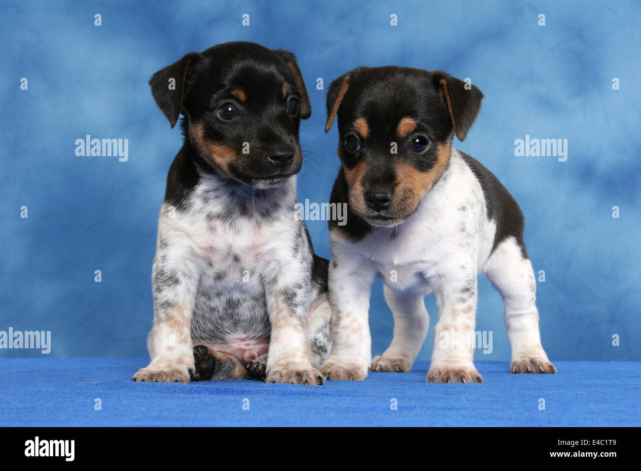 Chiots Jack Russell Terrier Banque D'Images