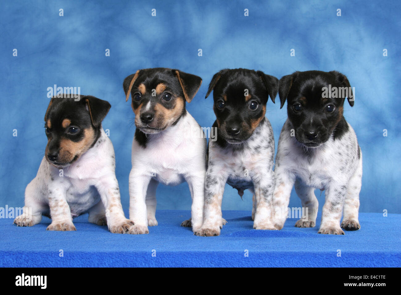 Chiots Jack Russell Terrier Banque D'Images