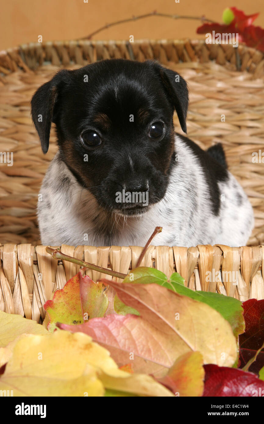 Jack Russell Terrier chiots dans un panier Banque D'Images