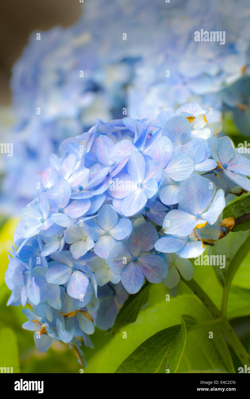L'Hydrangea Flower Banque D'Images