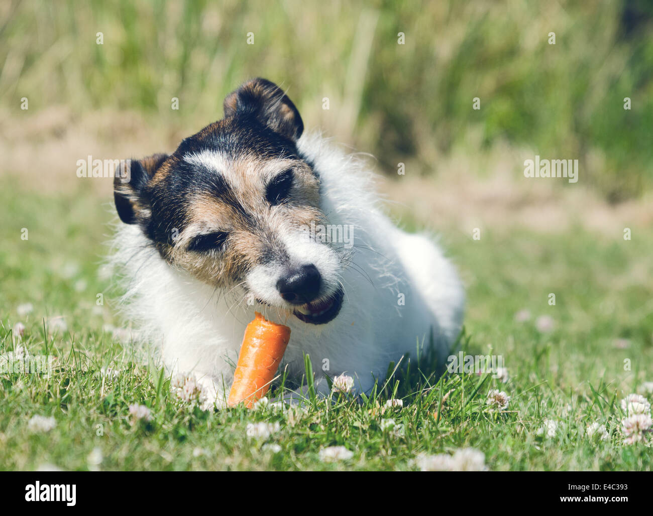 Un Parson Jack Russell Terrier de manger une carotte crue Photo Stock Alamy