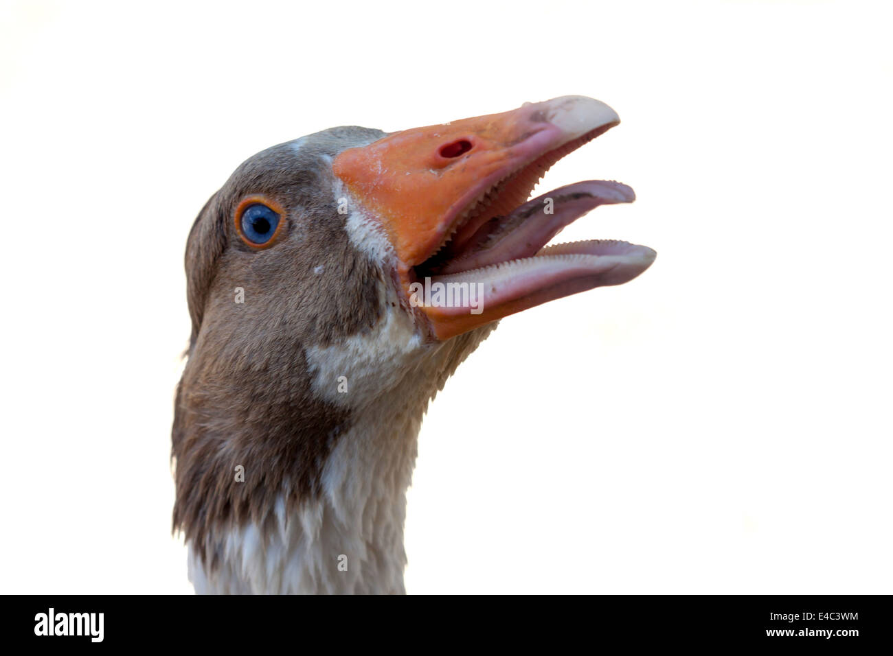 Une colère goose isolées sur fond blanc Banque D'Images