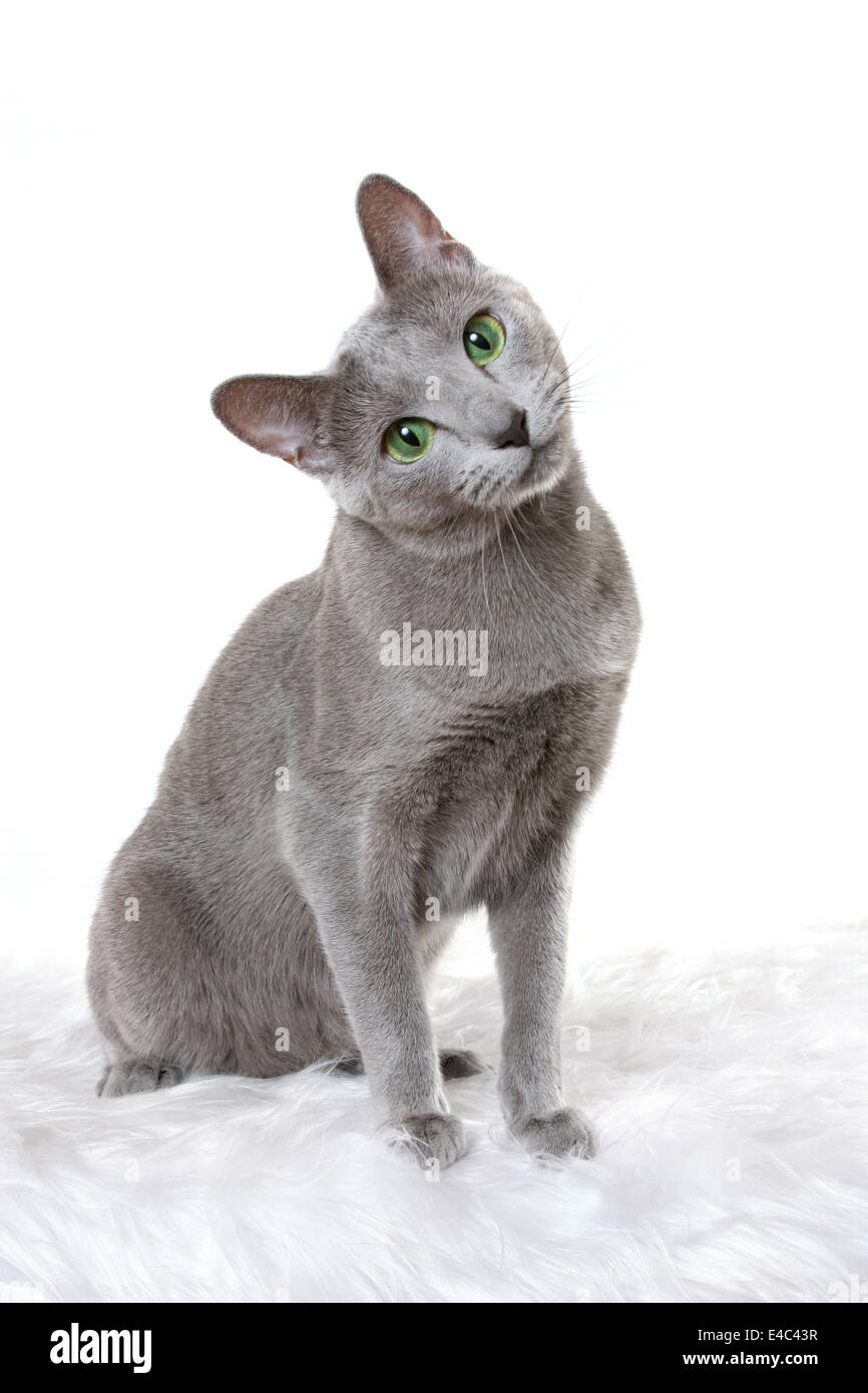 Le Chat Bleu Russe Gris Est Assis Sur Un Plancher En Bois Lamine Et Regarde Et Leche Son Museau Vue De Dessus Photo Stock Alamy