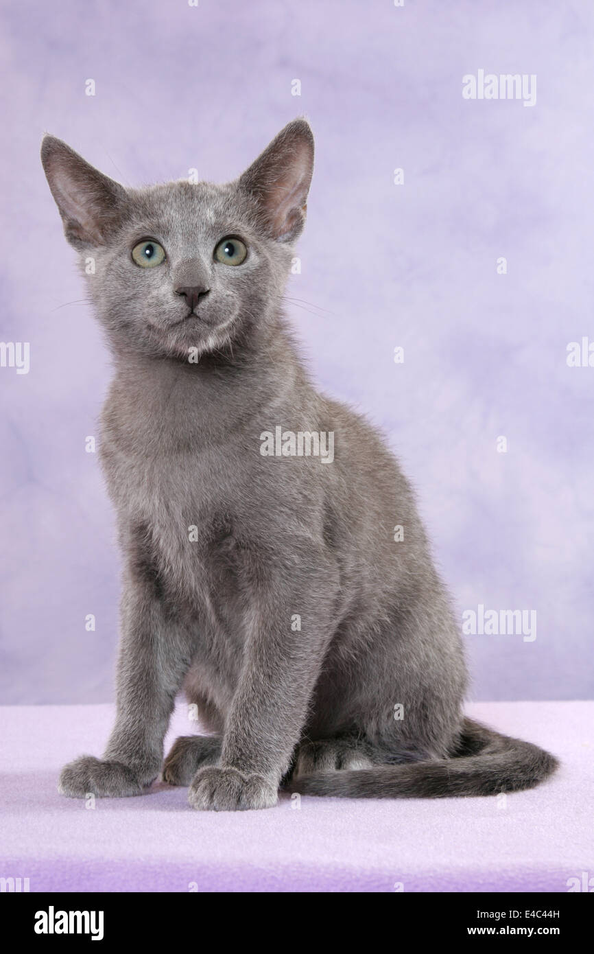 Le Chat Bleu Russe Gris Est Assis Sur Un Plancher En Bois Lamine Et Regarde Et Leche Son Museau Vue De Dessus Photo Stock Alamy