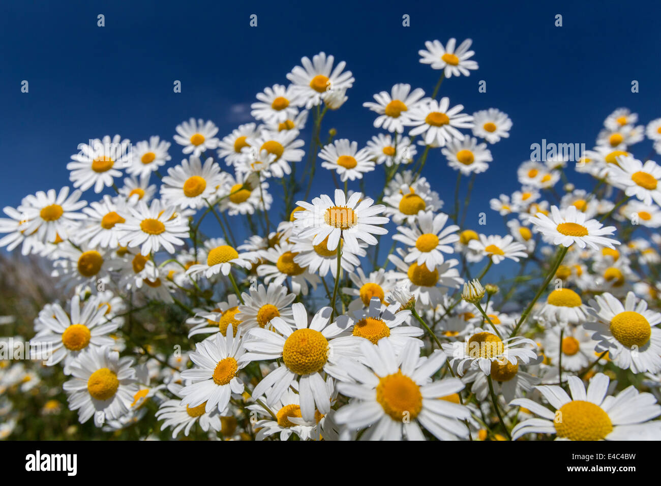 Marguerites sur fond de ciel bleu gros plan. Banque D'Images