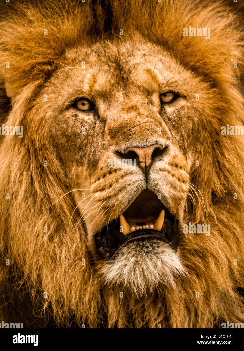 Alpha Male Lion au Zoo de Colchester Banque D'Images