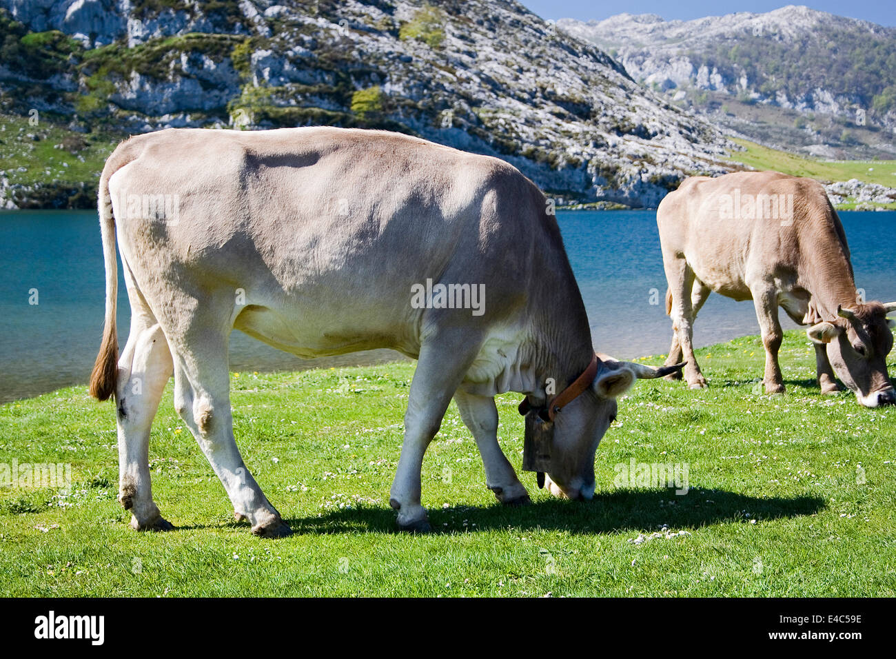 Les Lacs de Covadonga, Picos de Europa, la montagne de Cantabrie et Asturies province, Espagne Banque D'Images