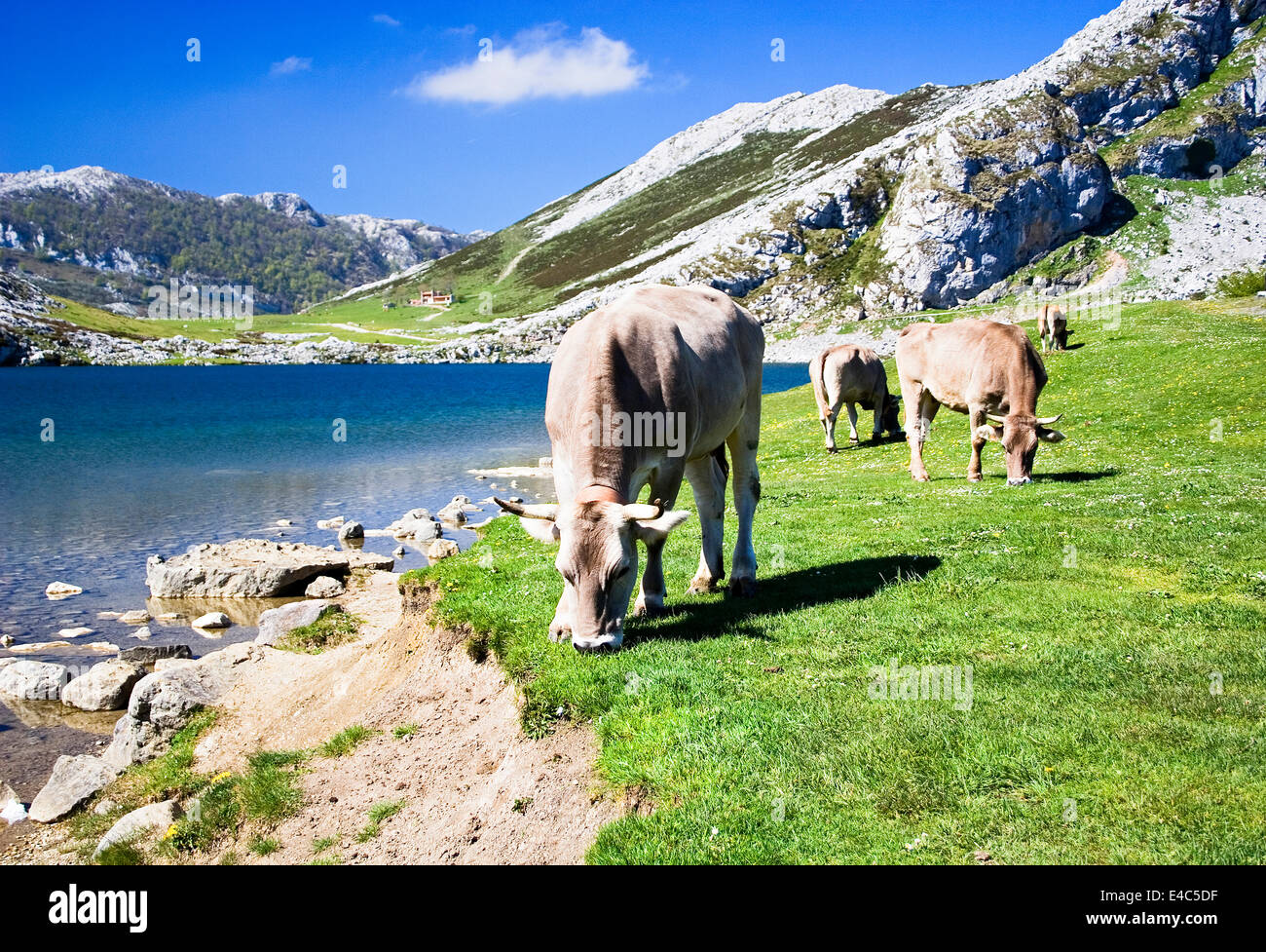 Lagos de Covadonga, Picos de Europa, la montagne de Cantabrie et Asturies province, Espagne Banque D'Images