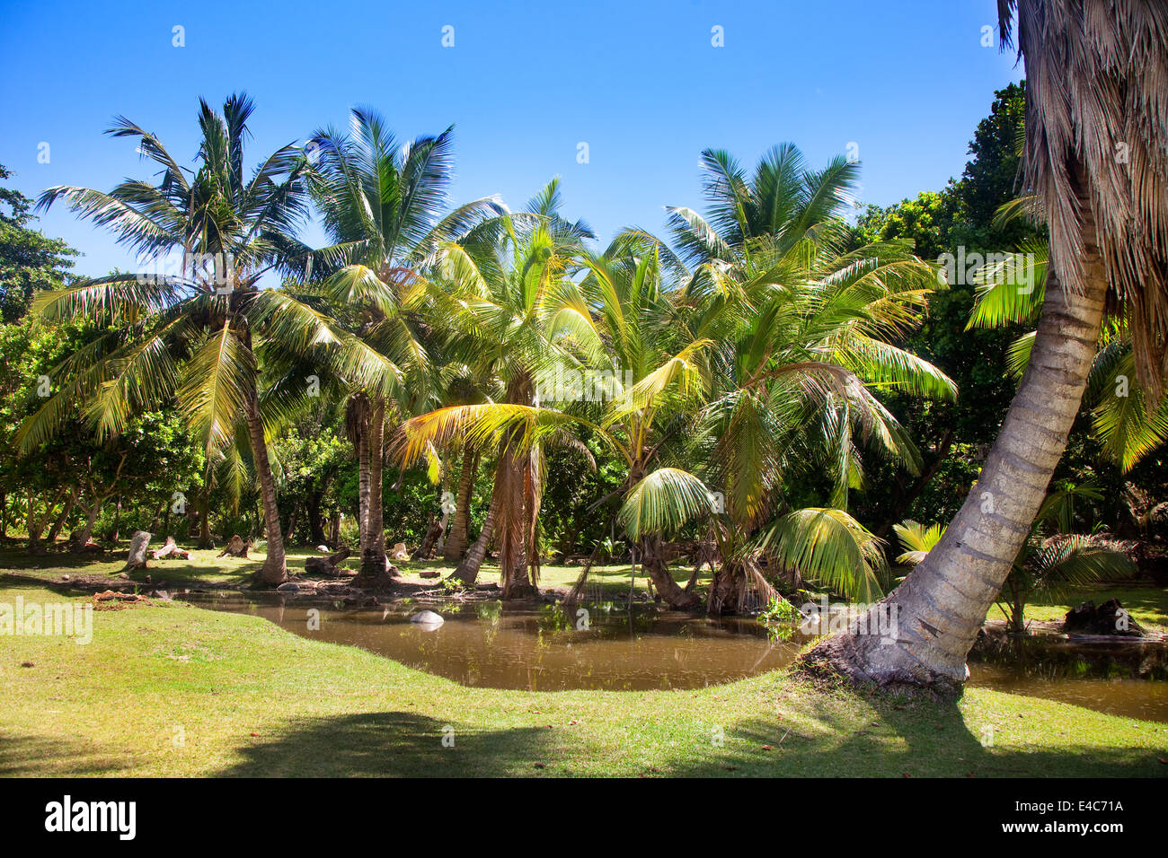 Tropical avec palmiers Banque D'Images