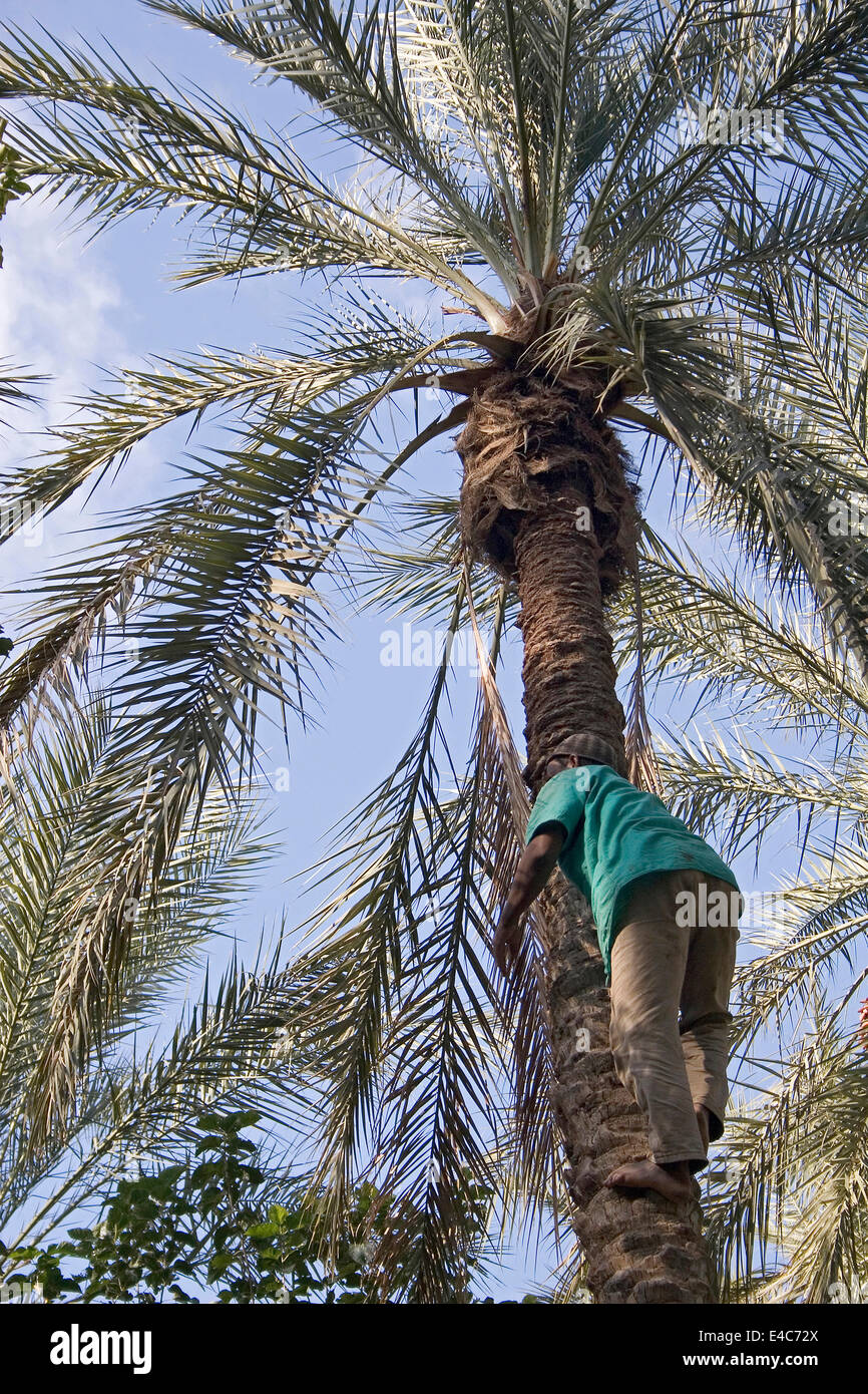 Date palm la récolte, Tozeur, Tunisie Banque D'Images