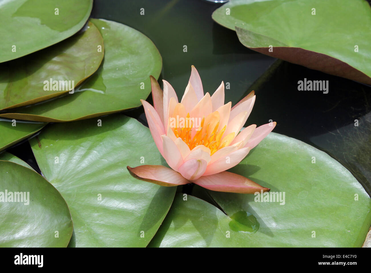 Close up of a pink water lily Banque D'Images