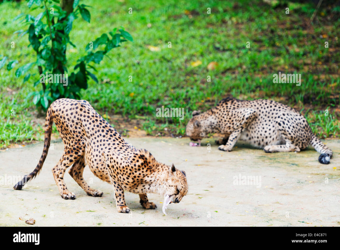 L'Asie du Sud Est, Singapour, Singapour zoo, guépard, Acinonyx jubatus Banque D'Images