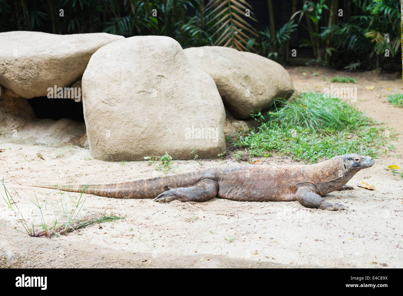 L'Asie du Sud Est, Singapour, Singapour zoo, komodo, Varanus komodoensis Banque D'Images