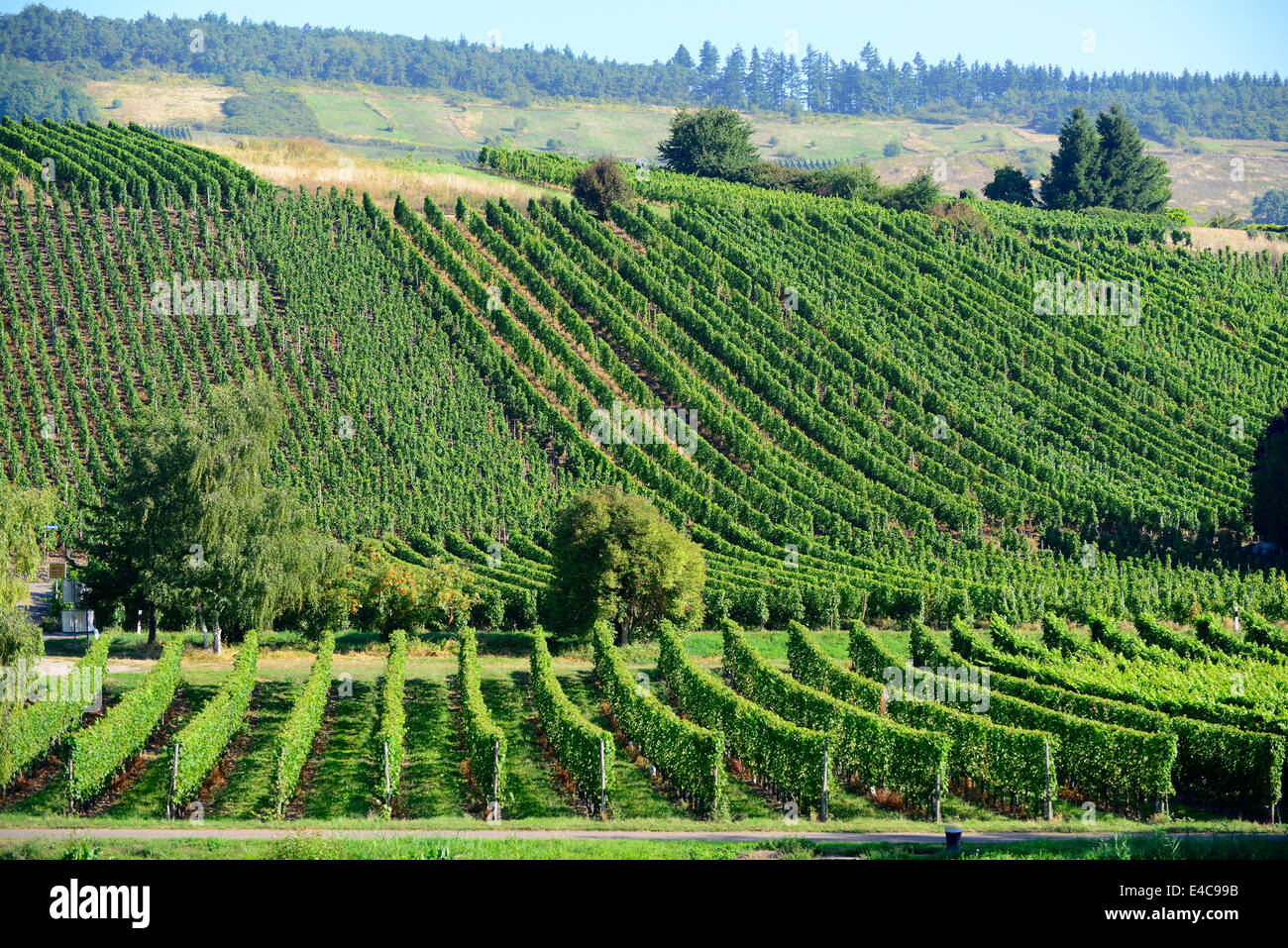 La vallée de la rivière Mosel Allemagne Europe Croisière de Bernkastel Caves Vignobles Banque D'Images