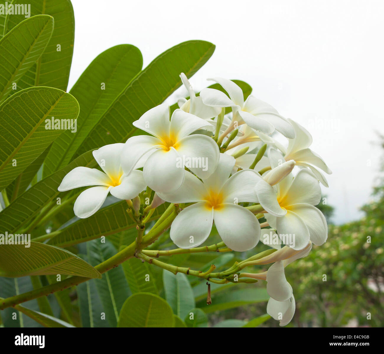 Plumeria flower naturel fleurissent dans le parc. Banque D'Images