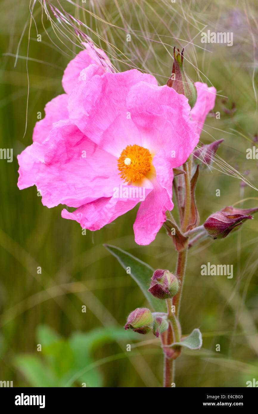 Fleurs du soleil s'est levé, Cistus x argenteus 'Silver Pink' Banque D'Images