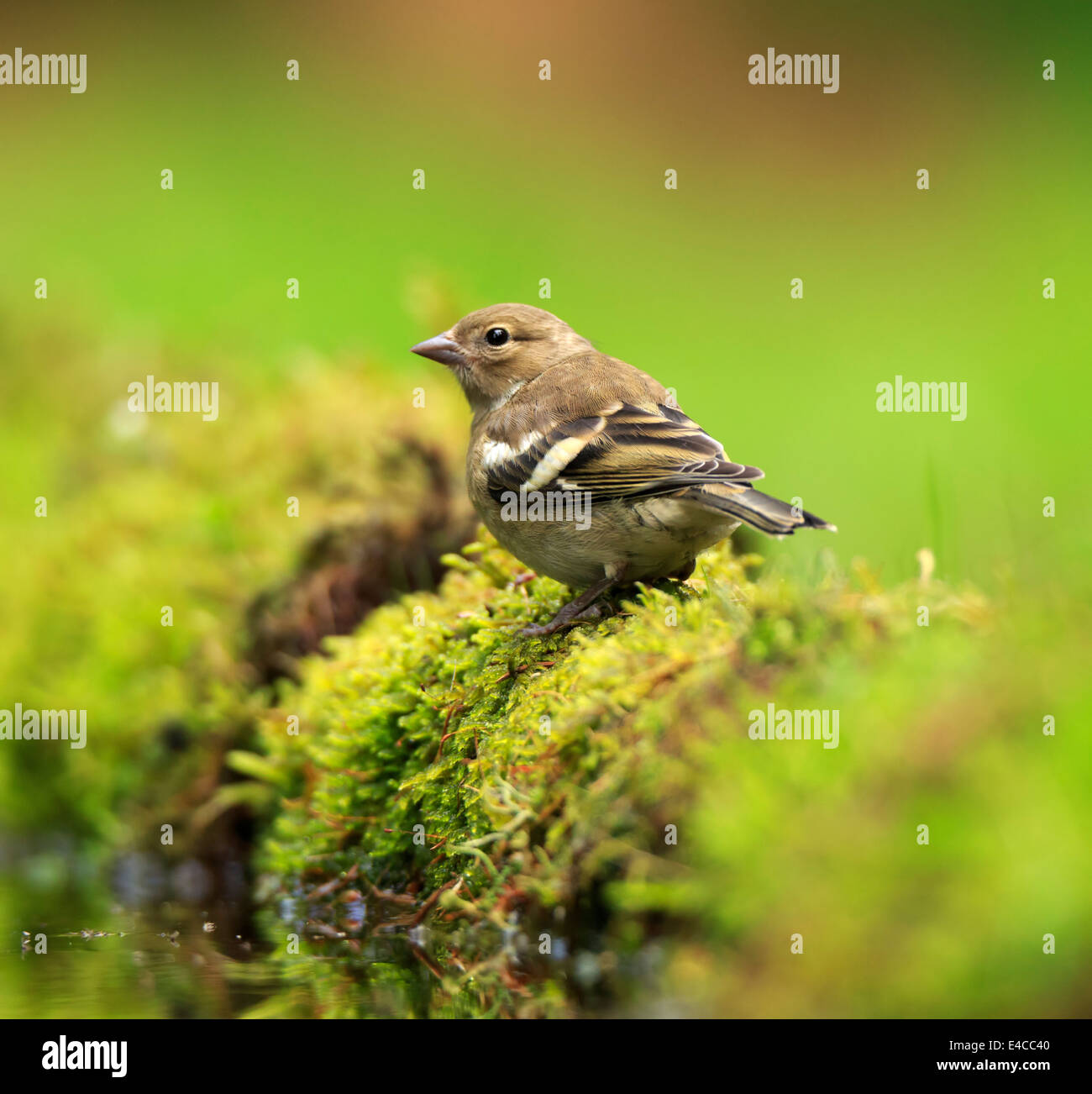 Common Chaffinch, Fringilla coelebs, femme Banque D'Images