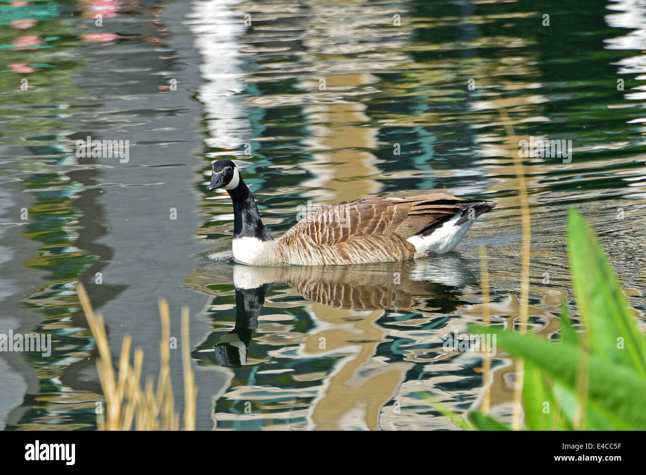 La Bernache du Canada (Branta canadensis) sur l'eau Banque D'Images